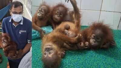 बालासोर से बचाए गए ओरंगुटान के 5 बच्चों की देखभाल के लिए ओडिशा सरकार ने उठाया बड़ा कदम, बनाई कमेटी, क्या होगा काम?