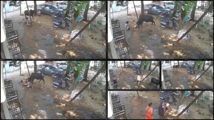 सांड का आतंक! बुजुर्ग को तीन बार उठाकर पटका, गोद में खेल रहा बच्चा भी गिरकर घायल