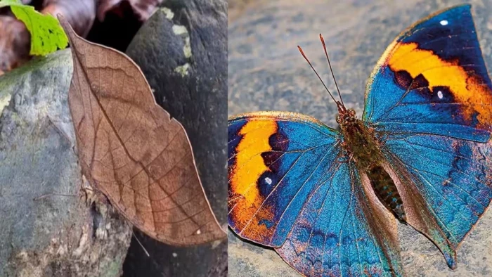 सूखे पत्ते जैसा भ्रम पैदा करती है ‘ऑरेंज ओकलीफ’, बनेगी छत्तीसगढ़ की पहली राजकीय तितली