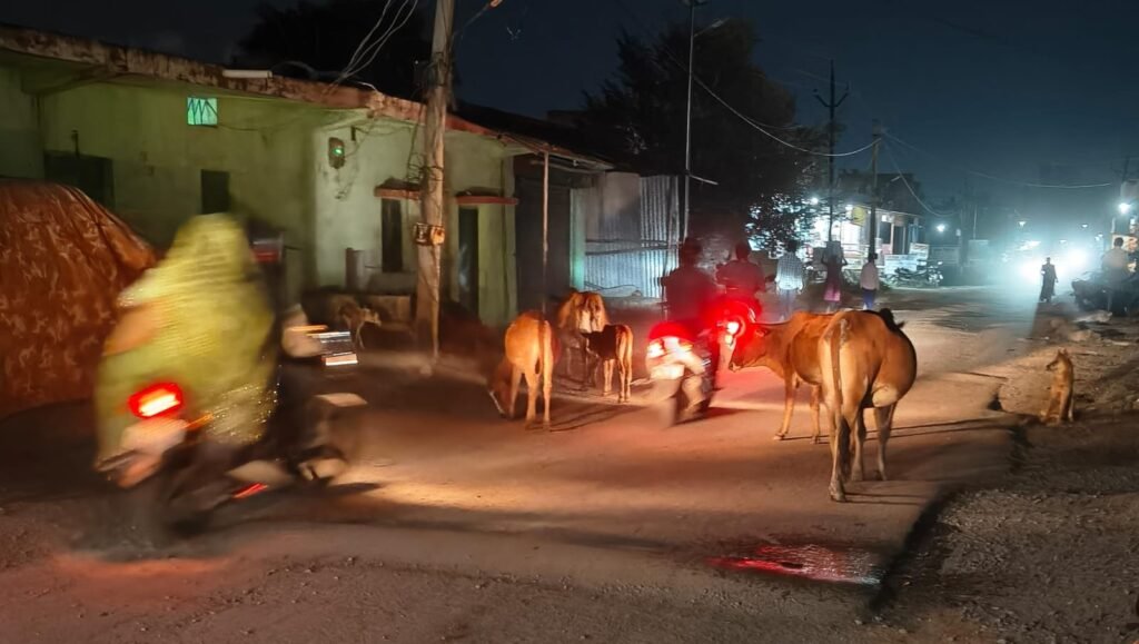 सरकारी सड़क को अपनी संपत्ति मान लिया है पशुपालकों ने मवेशियों की दखल जारी